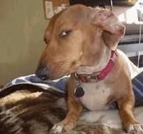 Black lace-trimmed bra on a model.